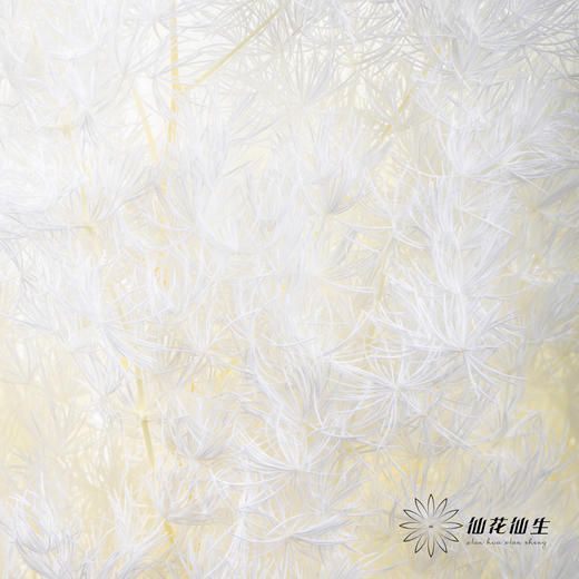 永生花材 ｜ 蓬莱松白 商品图1