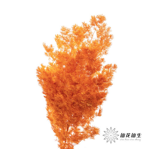 永生花材 ｜ 蓬莱松卡曼橙 商品图3