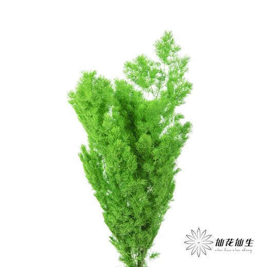 永生花材 ｜ 蓬莱松青草绿 商品图3