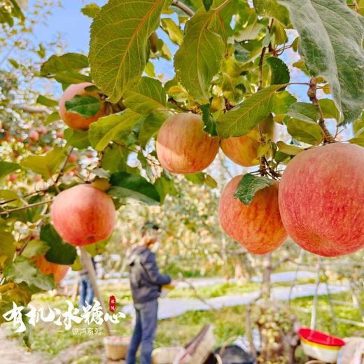 每年就等这次 天山下的冰糖心 | 新疆阿克苏 有机冰糖心苹果礼盒装12枚 琥珀糖心脆甜多汁 [福利品] 商品图6