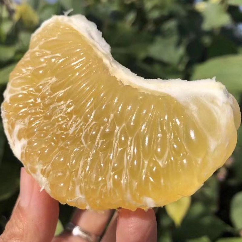 【送榨汁杯】爆汁黄金葡萄柚大果现摘现发（4-908）