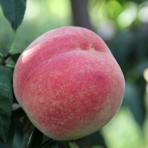 大理冬桃 商品图4