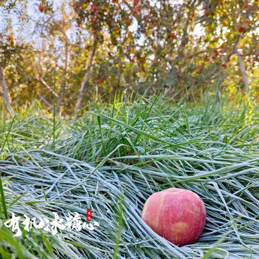 每年就等这次 天山下的冰糖心 | 新疆阿克苏 有机冰糖心苹果礼盒装12枚 琥珀糖心脆甜多汁 [福利品] 商品图7
