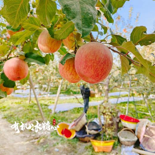 每年就等这次 天山下的冰糖心 | 新疆阿克苏 有机冰糖心苹果礼盒装12枚 琥珀糖心脆甜多汁 [福利品] 商品图4