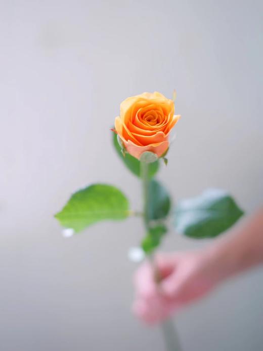 【周四秒杀】辉煌玫瑰一份15枝 59.8元 商品图3