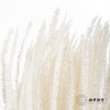 永生花材 ｜ 麒麟草白 商品缩略图1