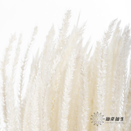 永生花材 ｜ 麒麟草白 商品图1