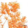 永生花材 ｜ 蓬莱松卡曼橙 商品缩略图1