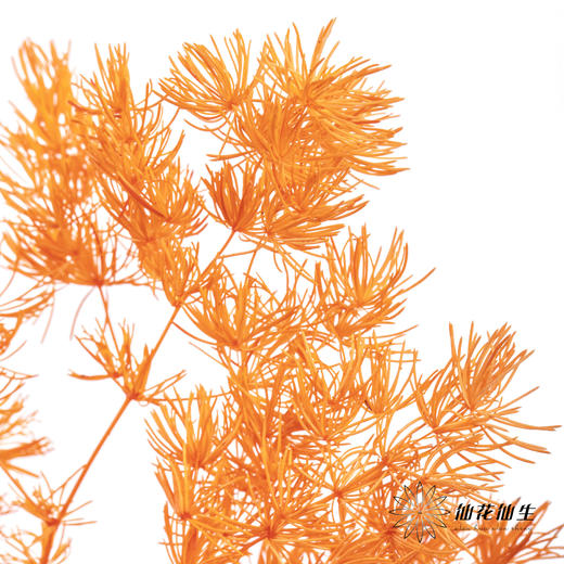 永生花材 ｜ 蓬莱松卡曼橙 商品图1