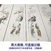 【四条屏】陈军工笔画白描底稿桃花树临摹勾线花鸟线稿CJ68 商品缩略图1