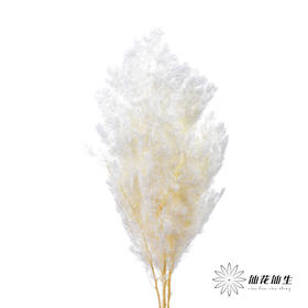 永生花材 ｜ 蓬莱松白