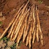 【包邮】生态铁棍山药 | 农场自产 * Iron Stick Yam 商品缩略图1