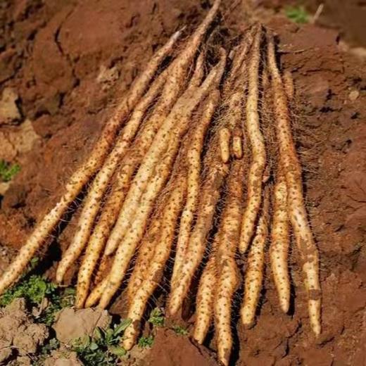 【包邮】生态铁棍山药 | 农场自产 * Iron Stick Yam 商品图1