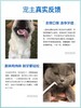 维克复合酶牙膏猫犬通用鸡肉味免洗宠物去口臭牙结石70g 商品缩略图1