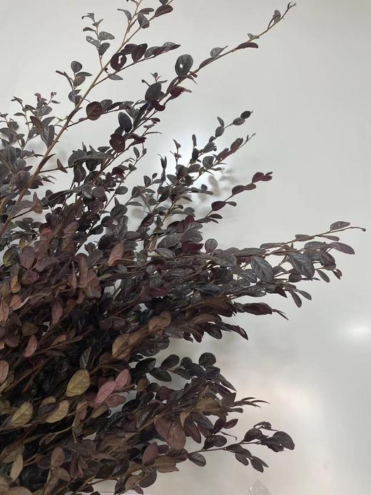 【相伴一生】红继木 若干枝/扎 商品图3