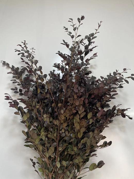 【相伴一生】红继木 若干枝/扎 商品图4