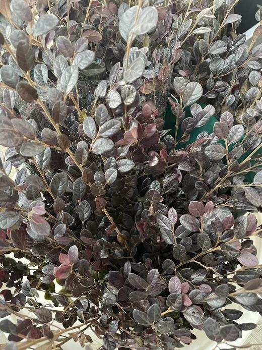 【相伴一生】红继木 若干枝/扎 商品图5