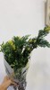 配花-花松-2枝-圣诞花材 商品缩略图0