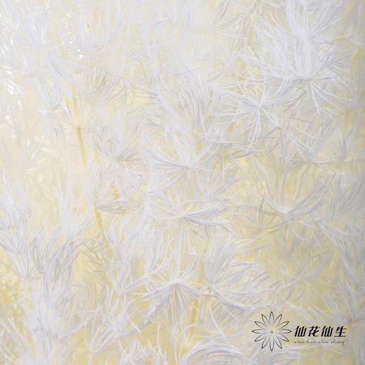 永生花材 ｜ 蓬莱松白 商品图2