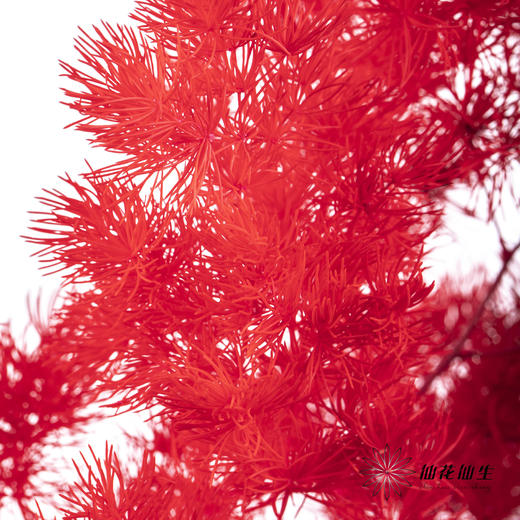 永生花材 ｜ 蓬莱松红色 商品图2