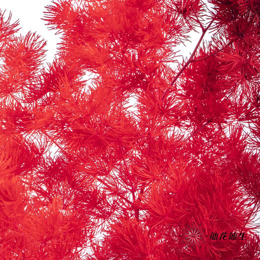 永生花材 ｜ 蓬莱松红色 商品图3