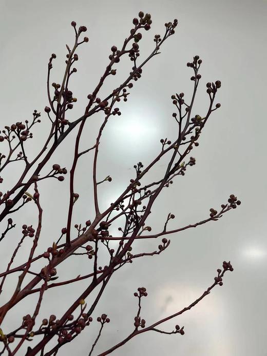 【报答/感恩】灯台  2-3枝/扎 商品图9