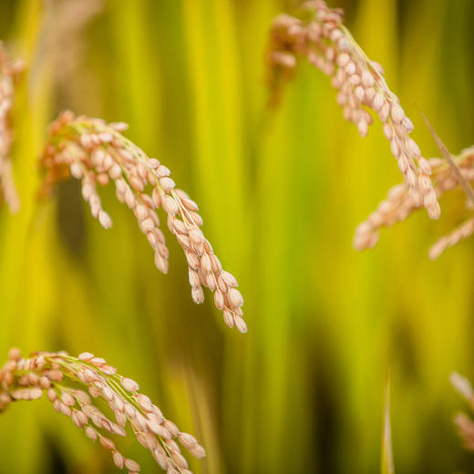 边外林场当年新米 商品图1