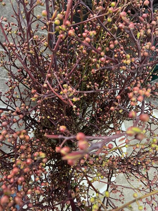 【报答/感恩】灯台  2-3枝/扎 商品图13