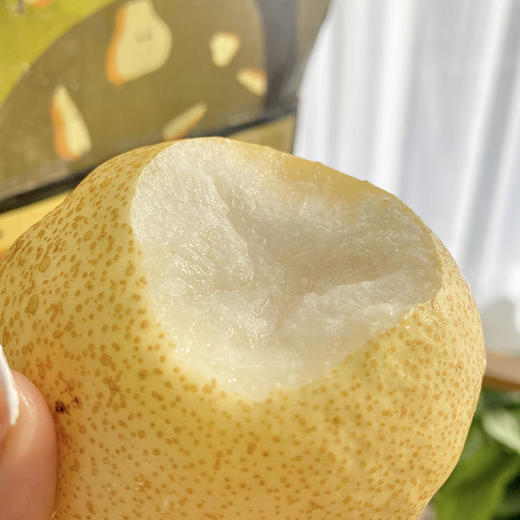 山西蜂蜜脆梨1012颗装净重485斤