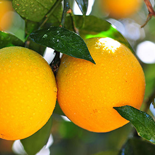 预售 | 2021褚橙 新鲜水果冰糖橙L号5kg礼盒装10斤[福利品] 商品图11