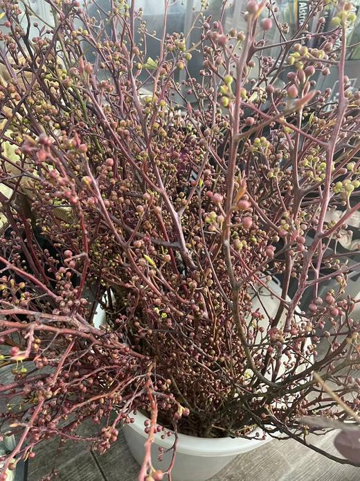 【报答/感恩】灯台  2-3枝/扎 商品图11