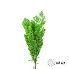 永生花材 ｜ 蓬莱松青草绿