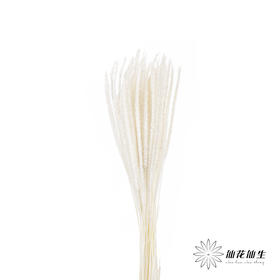 永生花材 ｜ 麒麟草白