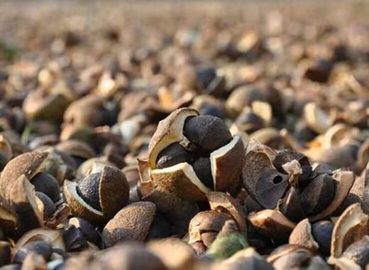 山茶油 商品图3