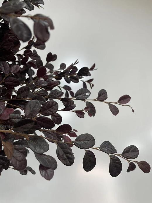 【相伴一生】红继木 若干枝/扎 商品图2