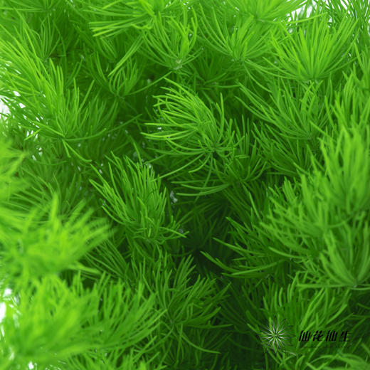 永生花材 ｜ 蓬莱松青草绿 商品图2