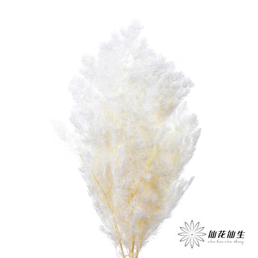 永生花材 ｜ 蓬莱松白 商品图3