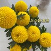 花友专享 | 黄色乒乓菊  5枝 商品缩略图1