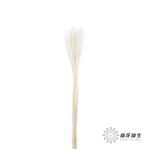 永生花材 ｜ 麒麟草白 商品图3