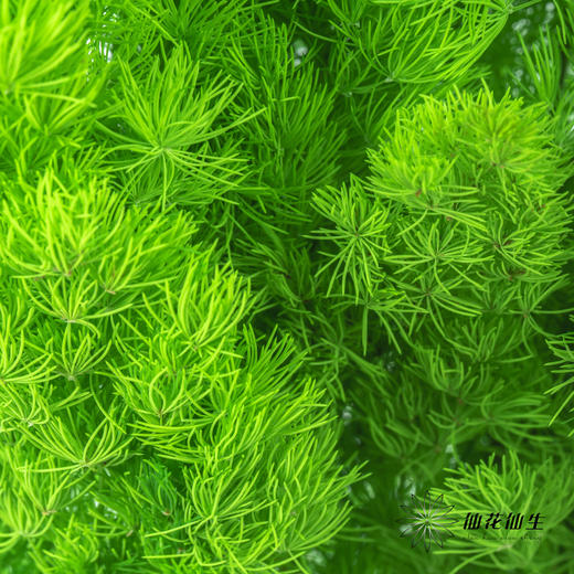 永生花材 ｜ 蓬莱松青草绿 商品图1