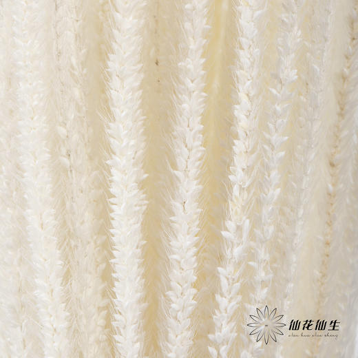 永生花材 ｜ 麒麟草白 商品图2