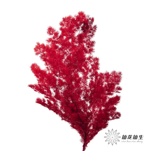 永生花材 ｜ 蓬莱松红色 商品图0