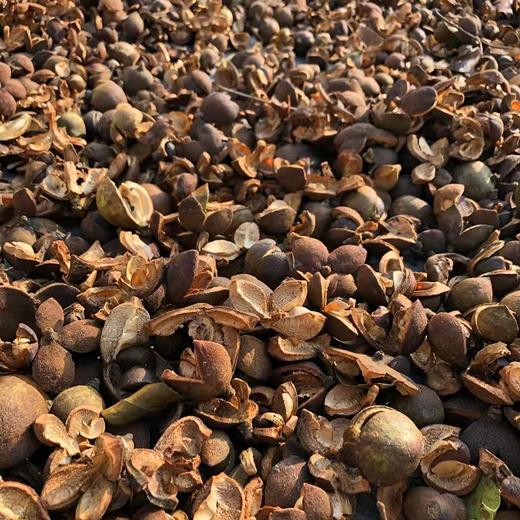 山茶油 商品图1