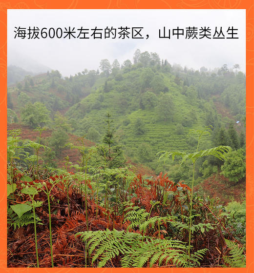 50克 祁门红茶 祁红眉尖 岭上高山 馥郁花果香 商品图13