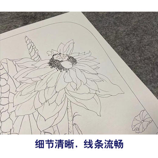 【有步骤、大彩图】杨冬冬工笔画白描底稿宫扇小品《濯濯清华》荷花初学者临摹花鸟线稿HD42 商品图4