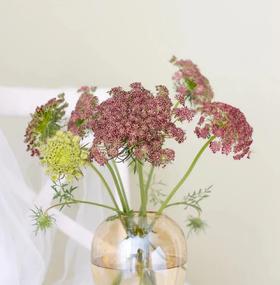 配花-蕾丝-咖啡色