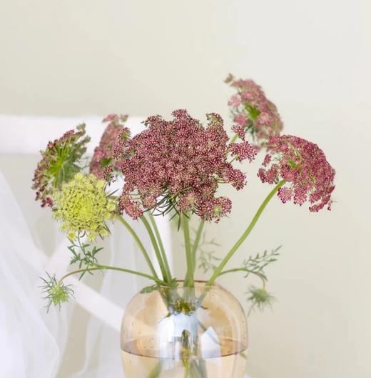 配花-蕾丝-咖啡色 商品图0