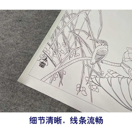【有步骤、大彩图】杨冬冬工笔画白描底稿斗方小品《倩影摇波》荷花翠鸟初学者临摹花鸟线稿HD44 商品图4