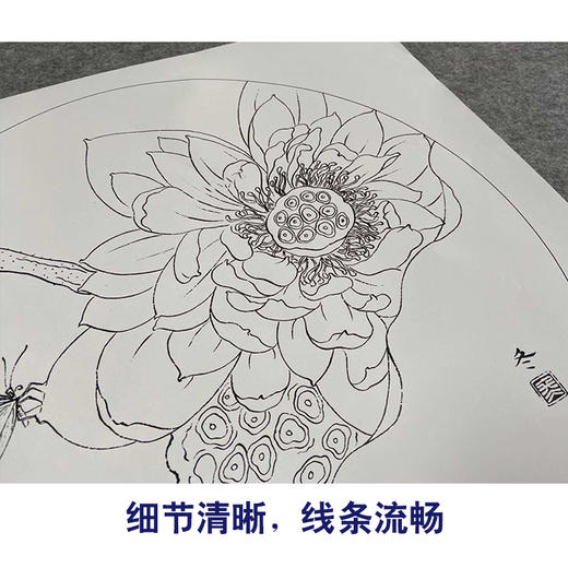 【有步骤、大彩图】杨冬冬工笔画白描底稿圆形小品《蝶慕》荷花蝴蝶初学者临摹花鸟线稿HD29 商品图4