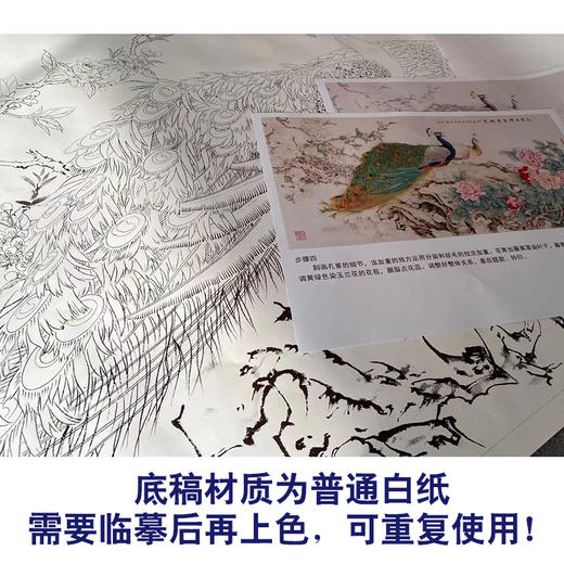 【有步骤】陈军横幅工笔花鸟画白描底稿《玉羽生辉富贵满堂》孔雀牡丹初学者临摹花鸟线稿CJ40 商品图3